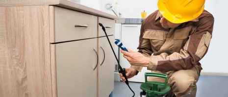 Keeping Your Home Clean from Pests in Indiana