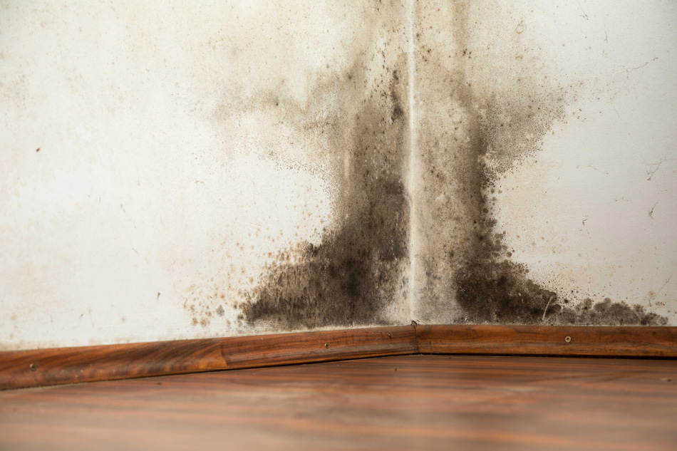 Mold in the Home