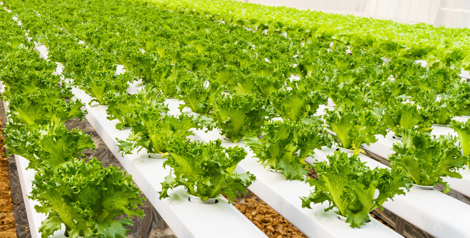 Vegetables hydroponics garden