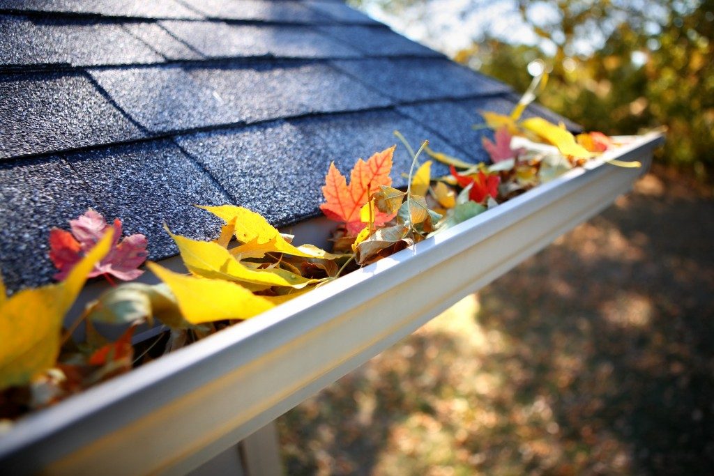 Roof gutter full of autumn leaves