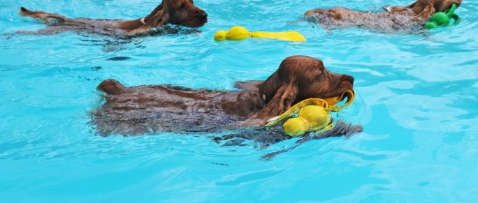 Dogs swimming in a pool