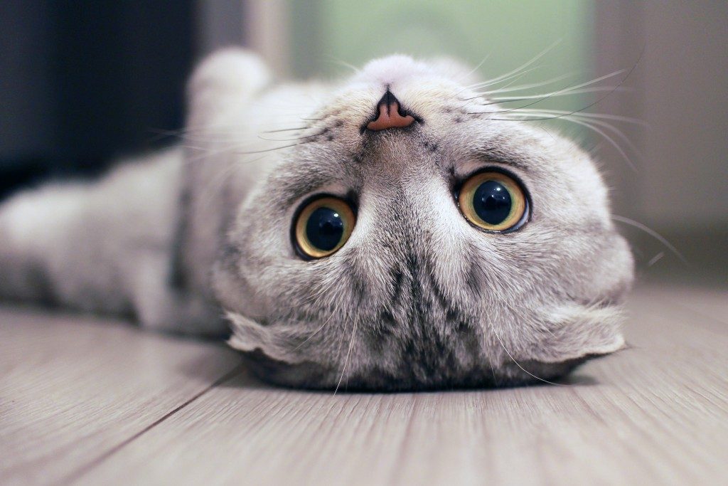 Scottish Fold cat lying on the back