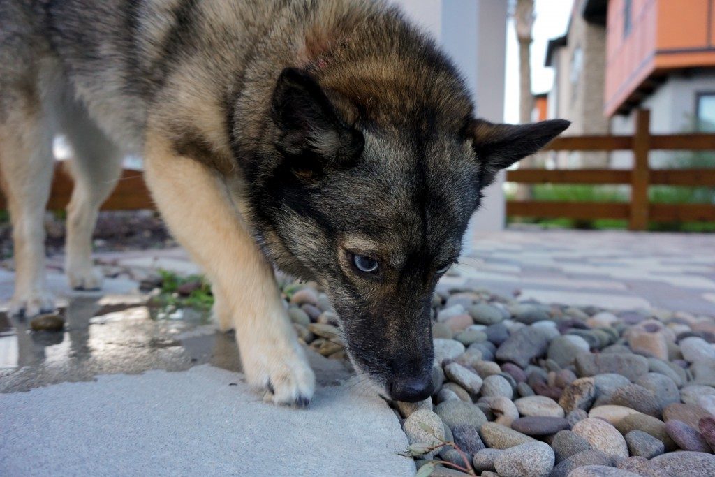 dog sniffing floor